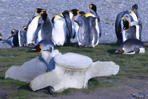 groepjes ruiende pinguïns